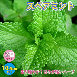 yzXyA~g n[uc 10.5cm|bg 2Zbg ~gc c hCn[u _ OhJo[ x_ 뉀 A}es[ n[ueB[ In  񂹐A Íp 