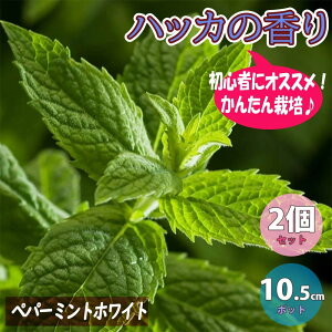 yzyp[~g zCg n[uc 10.5cm|bg 2Zbg yp[~gc c hCn[u _ OhJo[ x_ 뉀 n[ueB[ In  Vs 񂹐A 