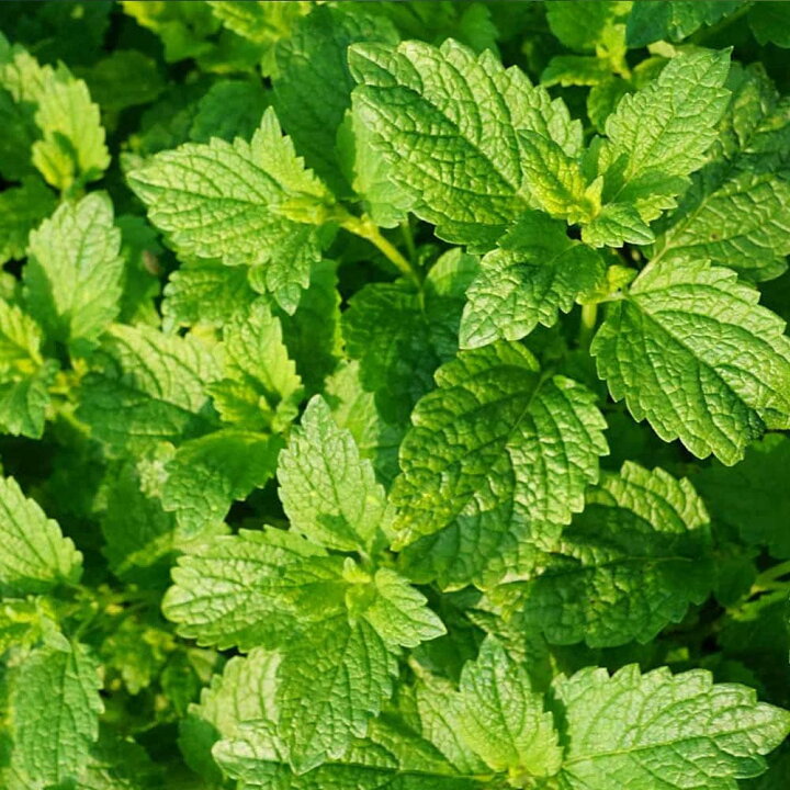 楽天市場 送料無料 ペパーミント ホワイト ハーブ苗 10 5cmポット 2個セット ペパーミント苗 大苗 ドライハーブ 農園 グランドカバー ベランダ 庭園 ハーブティー 露地 料理 レシピ 寄せ植え 植物販売のitanse楽天市場店 楽天市場 送料無料 ペパーミント ホワイト ハーブ苗 10 5cmポット 2個セット ペパーミント苗 大苗 ドライハーブ 農園 グランドカバー ベランダ 庭園 ハーブティー 露地 料理 レシピ 寄せ植え 植物販売のitanse楽天市場店