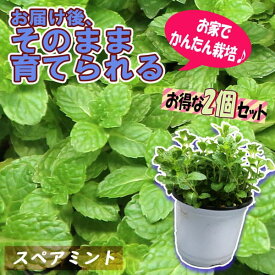 楽天市場 ミント 花 ガーデン Diy の通販