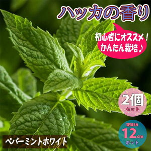 花 入浴剤 苗の人気商品 通販 価格比較 価格 Com