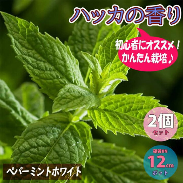 楽天市場 送料無料 ペパーミント ホワイトハーブ ハーブ苗 Bn硬質12cmポット 2個セット ミント苗 大苗 ドライハーブ 農園 グランドカバー ベランダ 庭園 アロマテラピー ハーブティー 露地 料理 レシピ 植物販売のｉｔａｎｓｅ楽天市場店