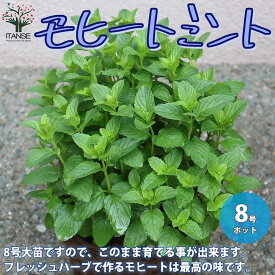 楽天市場 ハーブ 苗 ミントの通販
