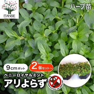yzA炸 ( yj[C~g ) 3 n[u n[u  n[u 悯 Ɍ c OhJo[ a悯  [ z