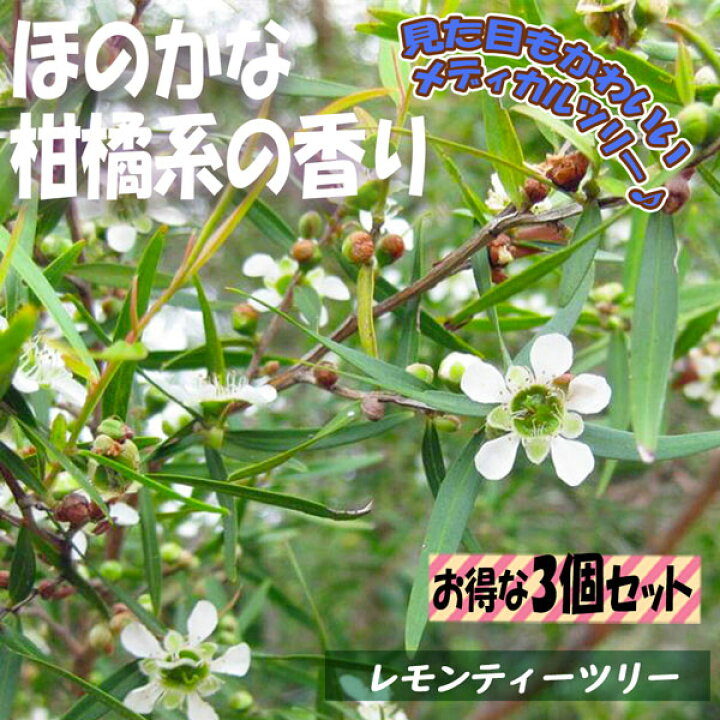 楽天市場 送料無料 レモンティーツリー 3個セット ハーブ苗 9cmポット苗 3個セット 庭植え グランドカバー ベランダ 庭園 クラフト Herb 精油 アロマテラピー ポプリ ハーブティー 露地栽培 植物販売のｉｔａｎｓｅ楽天市場店