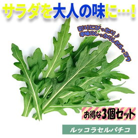 楽天市場 ルッコラ セルバチコの通販