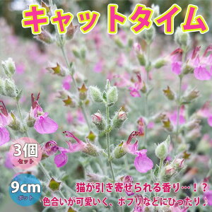 yzLbg^C n[uc 9cm|bg 3Zbg ^Cc hCn[u _ OhJo[ x_ 뉀 A}es[ n[ueB[ In  Vs hCt[ 