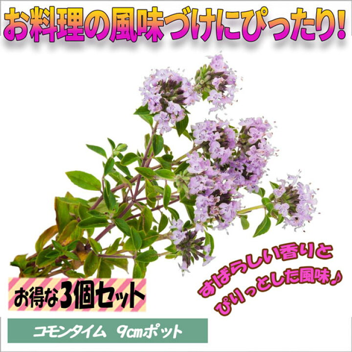 楽天市場 送料無料 コモンタイム ハーブ苗 9cmポット 3個セット タイム苗 ドライハーブ 農園 グランドカバー ベランダ 庭園 アロマテラピー ハーブティー 露地 料理 レシピ ドライフラワー 植物販売のｉｔａｎｓｅ楽天市場店