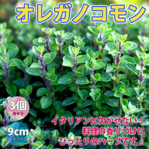 オレガノ 苗の人気商品 通販 価格比較 価格 Com