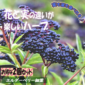 【マラソン期間★ポイント5倍】エルダーベリー 細葉 ( エルダーフラワー ) ハーブ苗 9cmポット 2個セット 西洋ニワトコ 農園 苗木 シンボルツリー ベランダ 庭園 果樹苗 露地 セイヨウ ニワト