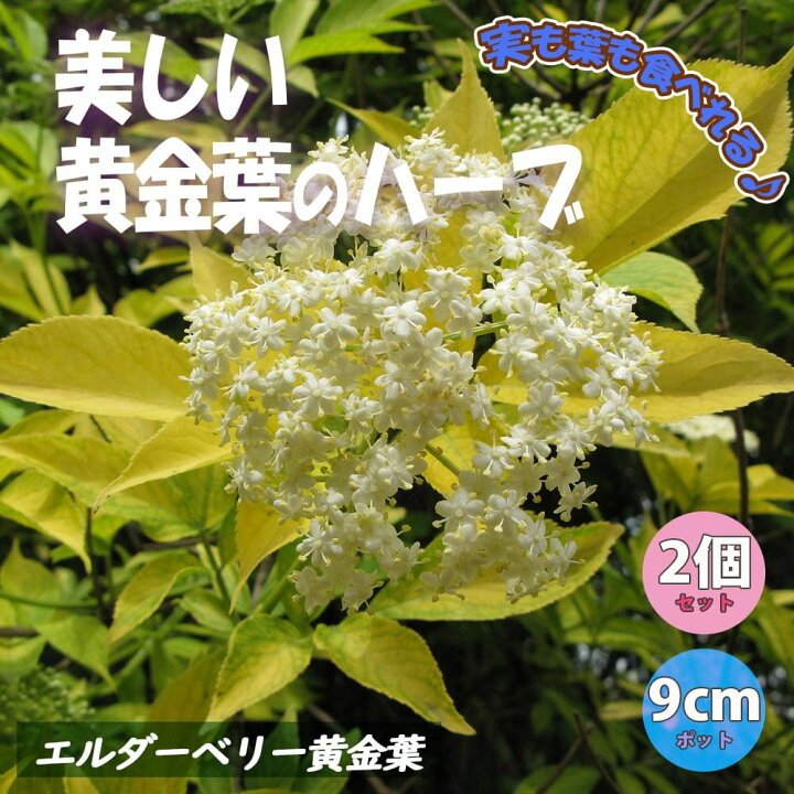 楽天市場 送料無料 エルダーベリー 黄金葉 ハーブ苗 9cmポット 2個セット 西洋ニワトコ 農園 苗木 シンボルツリー ベランダ 庭園 果樹苗 露地 セイヨウ ニワトコ エルダーフラワー 果実酒 ジャム 植物販売のitanse楽天市場店 楽天市場 送料無料 エルダーベリー 黄金葉 ハーブ苗 9cmポット 2個セット 西洋ニワトコ 農園 苗木 シンボルツリー ベランダ 庭園 果樹苗 露地 セイヨウ ニワトコ エルダーフラワー 果実酒 ジャム 植物販売のitanse楽天市場店