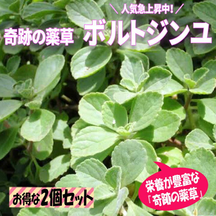 楽天市場 送料無料 ボルトジンユ ハーブ苗 9cmポット 2個セット 沖縄マンジェリコン 農園 グランドカバー ベランダ 庭園 アロマテラピー ハーブティー 露地 料理 ドライハーブ 健康ハーブ 薬草 植物販売のｉｔａｎｓｅ楽天市場店