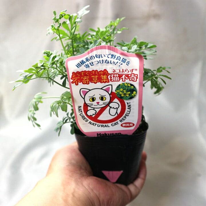 楽天市場 送料無料 ネコよらず ルー ヘンルーダ ハーブ苗 9cmポット お買い得3個セット ねこ寄らず ネコヨラズ 猫よけ ねこよけ コモンルー 鑑賞 精油 オイル グランドカバー ベランダ 耐寒性 野良猫対策 植物販売のｉｔａｎｓｅ楽天市場店