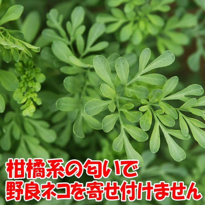 楽天市場 送料無料 ネコよらず ルー ヘンルーダ ハーブ苗 9cmポット お買い得3個セット ねこ寄らず ネコヨラズ 猫よけ ねこよけ コモンルー 鑑賞 精油 オイル グランドカバー ベランダ 耐寒性 野良猫対策 植物販売のｉｔａｎｓｅ楽天市場店