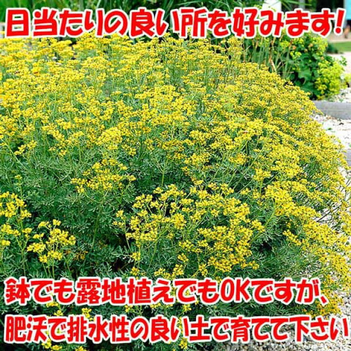 楽天市場 送料無料 ネコよらず ルー ヘンルーダ ハーブ苗 9cmポット お買い得3個セット ねこ寄らず ネコヨラズ 猫よけ ねこよけ コモンルー 鑑賞 精油 オイル グランドカバー ベランダ 耐寒性 野良猫対策 植物販売のｉｔａｎｓｅ楽天市場店