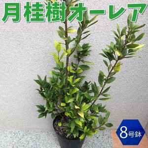 苗 月桂樹の人気商品 通販 価格比較 価格 Com