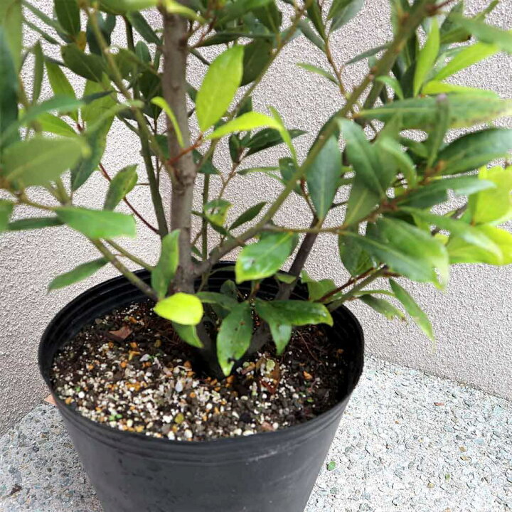 楽天市場 送料無料 月桂樹の苗木オーレア ハーブの苗 8号ポット 1個売り 月桂樹の苗 月桂樹の苗木 月桂樹苗 月桂樹苗木 ゲッケイジュ 苗木 ローリエ ローレル 常緑高木 雌雄異株 料理 レシピ スパイス 香辛料 鑑賞 ハーブの苗 植物販売のｉｔａｎｓｅ楽天市場店