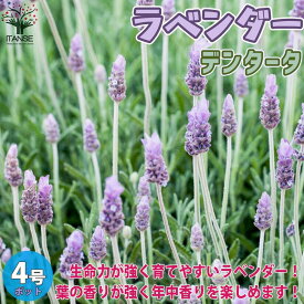 楽天市場 デンタータ ラベンダー 苗の通販 楽天市場 デンタータ ラベンダー 苗の通販