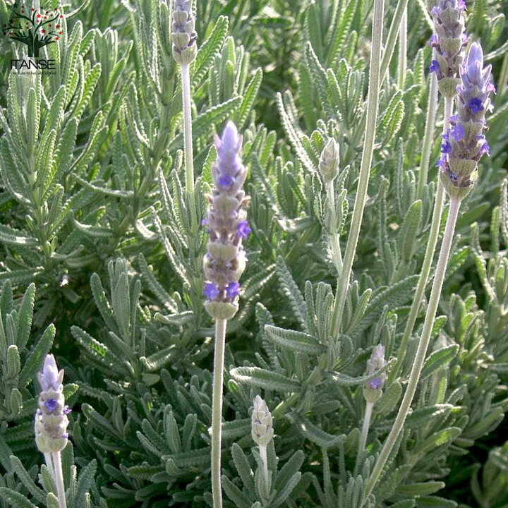 楽天市場 送料無料 ラベンダー デンタータ ハーブの苗 4号ポット 1個売り Herb ハーブ ハーブ苗 花苗 ガーデニング 家庭菜園 料理 スパイス 香辛料 鑑賞 栽培 庭園菜園 ギフト ボタニカルライフ ポプリ ベランダ菜園 植物販売のｉｔａｎｓｅ楽天市場店