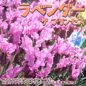 花壇 苗 農業資材 ガーデニング用品の人気商品 通販 価格比較 価格 Com