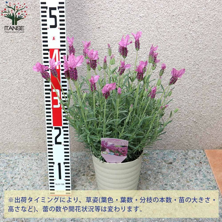 楽天市場 送料無料 フレンチラベンダー ザ プリンセス ラベンダー ハーブの苗 5号鉢 1個売り Herb ハーブ ハーブ苗 花苗 ガーデニング 家庭菜園 料理 スパイス 香辛料 鑑賞 栽培 庭園菜園 ギフト ベランダガーデニング ベランダ菜園 ポプリ 植物販売の 楽天市場 送料無料 フレンチラベンダー ザ プリンセス ラベンダー ハーブの苗 5号鉢 1個売り Herb ハーブ ハーブ苗 花苗 ガーデニング 家庭菜園 料理 スパイス 香辛料 鑑賞 栽培 庭園菜園 ギフト ベランダガーデニング ベランダ菜園 ポプリ 植物販売の