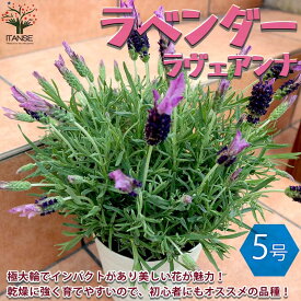 楽天市場 花の苗の通販