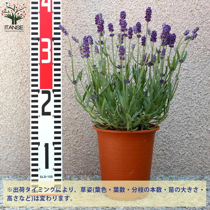 楽天市場 送料無料 ふらのぶるー ふらのブルー ラベンダーの苗 ハーブの苗 4号鉢 1個売り ラベンダーの苗 ラベンダー苗 フレンチラベンダー ラヴェアンナ ハーブ苗 ハーブの苗 花の苗 家庭菜園 ガーデニング 植物販売のｉｔａｎｓｅ楽天市場店