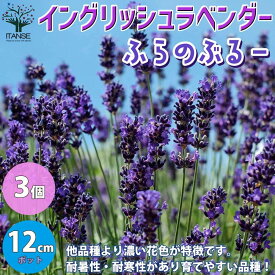 楽天市場 ラベンダー 苗 苗物 ガーデニング 農業 花 ガーデン Diyの通販