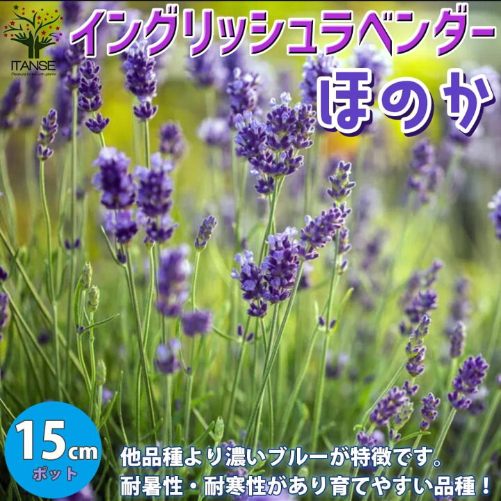 楽天市場 送料無料 ほのか ラベンダーの苗 ハーブの苗 5号鉢 1個売り ラベンダーの苗 ラベンダー苗 フレンチラベンダー ラヴェアンナ ハーブ苗 ハーブの苗 花の苗 家庭菜園 ガーデニング 植物販売のｉｔａｎｓｅ楽天市場店
