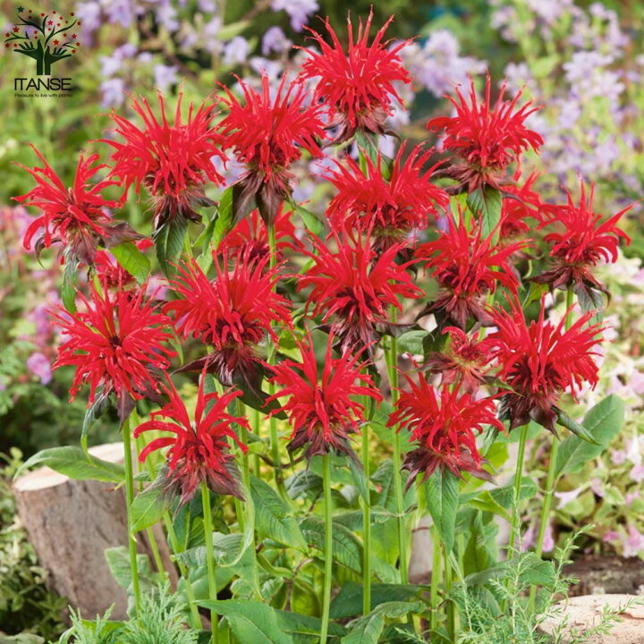 楽天市場 送料無料 モナルダ 赤花 ベルガモットの苗 ハーブの苗 3 5 4号鉢 お買い得4個セット ベルガモット苗 ベルガモットの苗 モナルダ苗 モナルダの苗 タイマツバナ ビーバーム ハーブ苗 植物販売のitanse楽天市場店 楽天市場 送料無料 モナルダ 赤花 ベルガモットの苗 ハーブの苗 3 5 4号鉢 お買い得4個セット ベルガモット苗 ベルガモットの苗 モナルダ苗 モナルダの苗 タイマツバナ ビーバーム ハーブ苗 植物販売のitanse楽天市場店