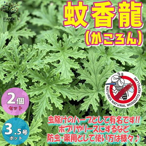 苗 ハーブ 虫よけ 苗の人気商品 通販 価格比較 価格 Com