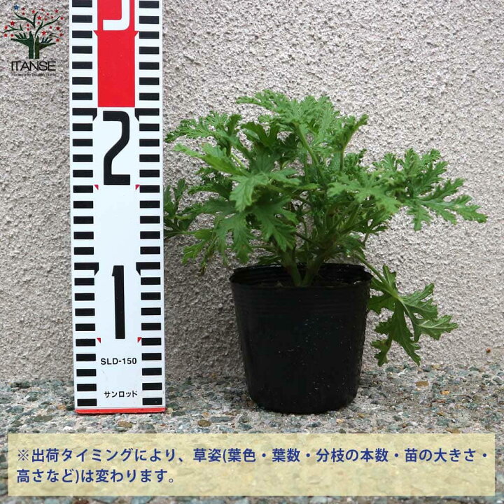 楽天市場 送料無料 かころん 忌避ハーブ 蚊香龍の苗 ハーブの苗 10 5cmポット お買い得2個セット 蚊香龍 蚊香龍の苗 かころん カコロン 芳香剤 虫よけ 蚊よけ 防虫ハーブ 虫対策 植物販売のｉｔａｎｓｅ楽天市場店