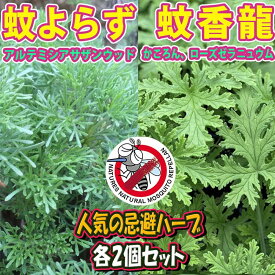 楽天市場 虫除け ハーブ 苗の通販