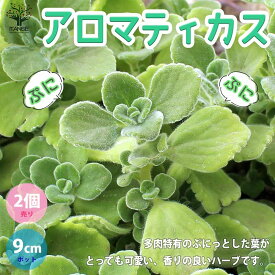 楽天市場 ハーブ 苗 ガーデニング 農業 花 ガーデン Diy の通販 楽天市場 ハーブ 苗 ガーデニング 農業 花 ガーデン Diy の通販