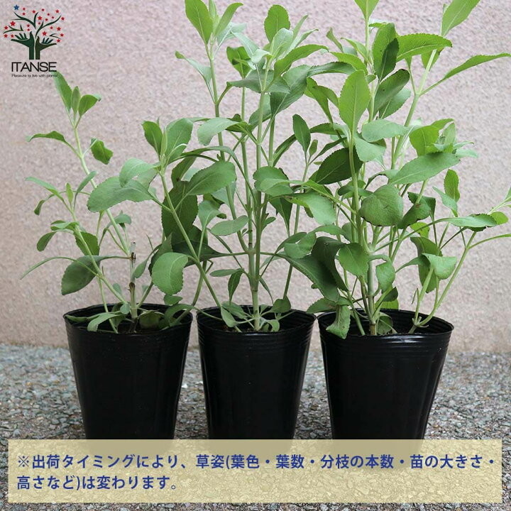 楽天市場 送料無料 ホワイトセージの苗 ハーブの苗 4号ポット大苗 1個売り カリフォルニア ホワイトセージ サルビア アピアナ ハーブ苗 ハーブの苗 Herb苗 植物販売のitanse楽天市場店 楽天市場 送料無料 ホワイトセージの苗 ハーブの苗 4号ポット大苗 1個売り カリフォルニア ホワイトセージ サルビア アピアナ ハーブ苗 ハーブの苗 Herb苗 植物販売のitanse楽天市場店