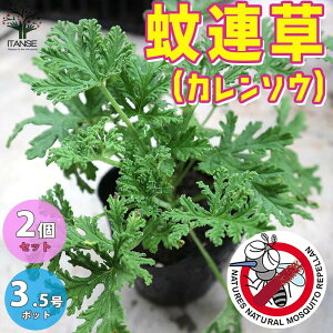 苗 ハーブ 虫よけの人気商品 通販 価格比較 価格 Com
