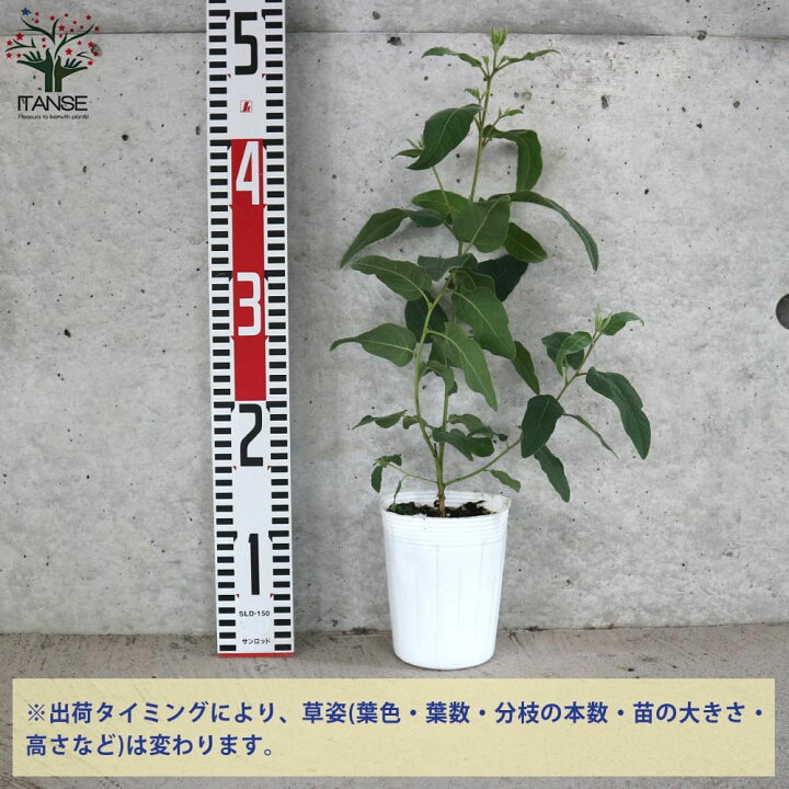 294円 90 以上節約 幸せな香り レモンユーカリ2本植え 鉢底 294円 90 以上節約 幸せな香り レモンユーカリ2本植え 鉢底