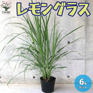 レモングラス 苗の人気商品 通販 価格比較 価格 Com