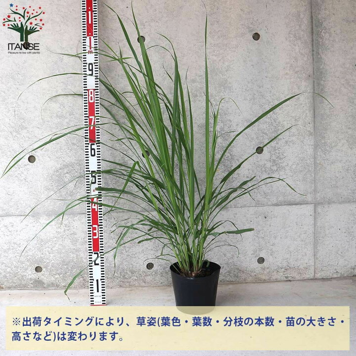楽天市場 送料無料 レモングラス ハーブの苗 6号ポット 大苗 1個売り レモングラス Herb ハーブ ハーブ苗 ガーデニング スパイス 香辛料 鑑賞 栽培 ボタニカル 植物販売のｉｔａｎｓｅ楽天市場店