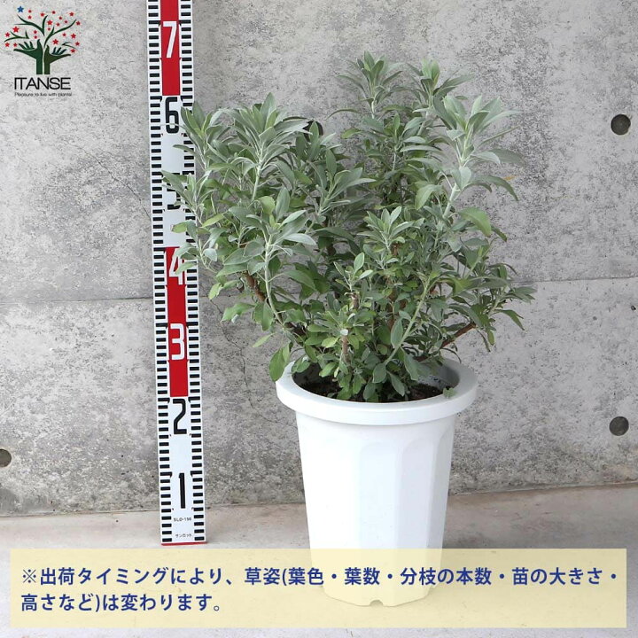 楽天市場 送料無料 ホワイトセージ ハーブの苗 8号大苗 1個売り カリフォルニア ホワイトセージ サルビア アピアナ 浄化 スマッシング ハーブ苗 ハーブの苗 植物販売のitanse楽天市場店 楽天市場 送料無料 ホワイトセージ ハーブの苗 8号大苗 1個売り カリフォルニア ホワイトセージ サルビア アピアナ 浄化 スマッシング ハーブ苗 ハーブの苗 植物販売のitanse楽天市場店