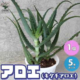 楽天市場 多肉植物 医者いらずの通販