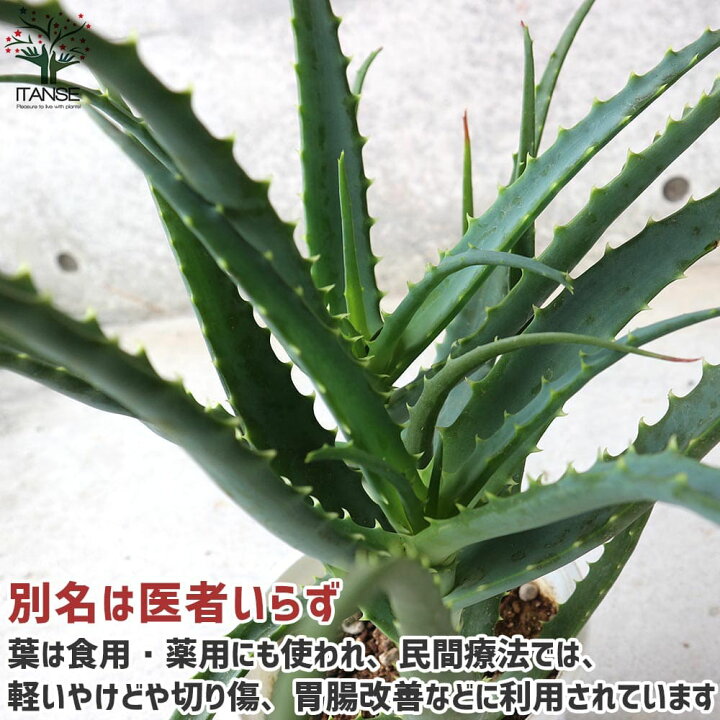 楽天市場 送料無料 木立アロエ キダチアロエ ハーブの苗 5号鉢 お買い得2個セット アロエ キダチアロエ 木立アロエ 医者いらず 薬用 食用 Herb ハーブ ハーブ苗 多肉植物 植物販売のｉｔａｎｓｅ楽天市場店