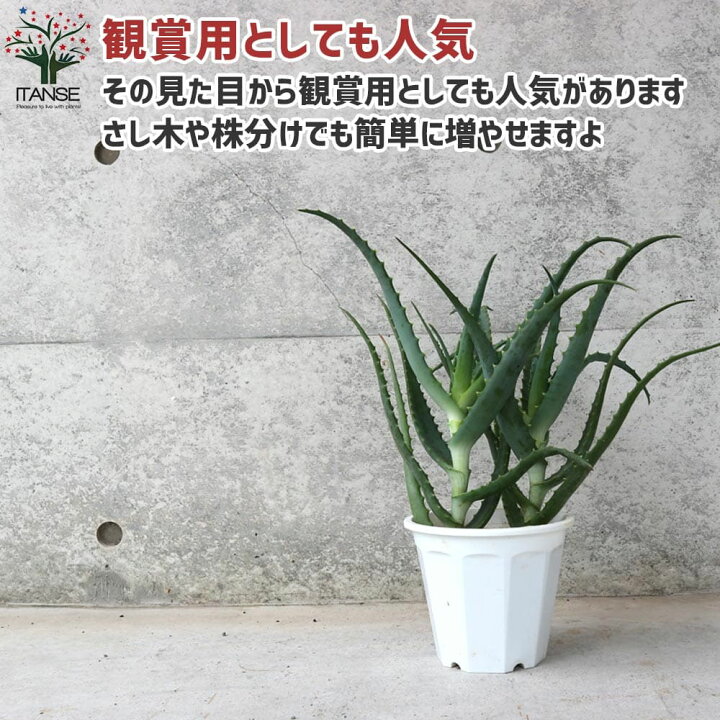 楽天市場 送料無料 木立アロエ キダチアロエ ハーブの苗 5号鉢 お買い得2個セット アロエ キダチアロエ 木立アロエ 医者いらず 薬用 食用 Herb ハーブ ハーブ苗 多肉植物 植物販売のｉｔａｎｓｅ楽天市場店