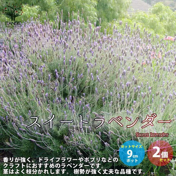 楽天市場 送料無料 スイートラベンダー ハーブの苗 9cmポット お買い得2個セット ラベンダーの苗 Herb ハーブ ハーブ苗 ガーデニング 家庭菜園 植物販売のitanse楽天市場店 楽天市場 送料無料 スイートラベンダー ハーブの苗 9cmポット お買い得2個セット ラベンダーの苗 Herb ハーブ ハーブ苗 ガーデニング 家庭菜園 植物販売のitanse楽天市場店