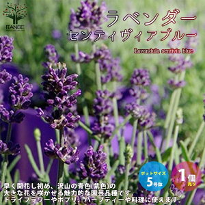 ラベンダー 鉢植えの人気商品 通販 価格比較 価格 Com ラベンダー 鉢植えの人気商品 通販 価格比較 価格 Com