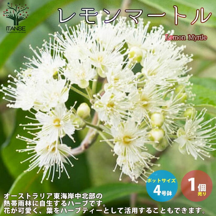 楽天市場 送料無料 レモンマートル ハーブの苗 花木4号鉢 1個売り オーストラリア 亜熱帯性 常緑低木 シトラール 清涼感 アボリジニ 料理 抗菌作用 薬草 植物販売のｉｔａｎｓｅ楽天市場店