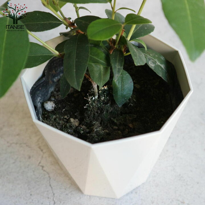 楽天市場 送料無料 レモンマートル ハーブの苗 花木4号鉢 1個売り オーストラリア 亜熱帯性 常緑低木 シトラール 清涼感 アボリジニ 料理 抗菌作用 薬草 植物販売のｉｔａｎｓｅ楽天市場店