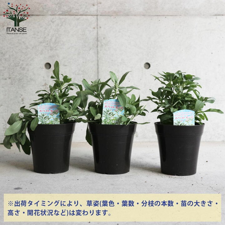 楽天市場 送料無料 ホワイトセージの苗 ハーブの苗 5号鉢大苗 1個売り カリフォルニア ホワイトセージ サルビア アピアナ ハーブ苗 ハーブの苗 Herb苗 聖なるハーブ 植物販売のｉｔａｎｓｅ楽天市場店
