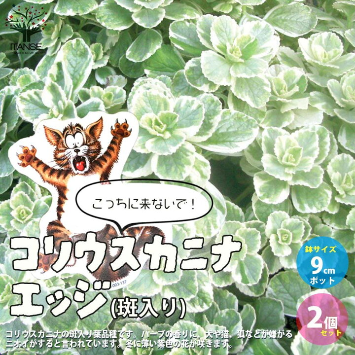 楽天市場 送料無料 こっちに来ないで コリウスカニナ エッジ 斑入り葉 ハーブの苗 9cmポット苗 お買い得2個セット 猫よけハーブ ねこよけ ネコ対策 猫対策 忌避 コリウス カリナ ハイブリッド Coleus Canina Hybrid 植物販売のｉｔａｎｓｅ楽天市場店
