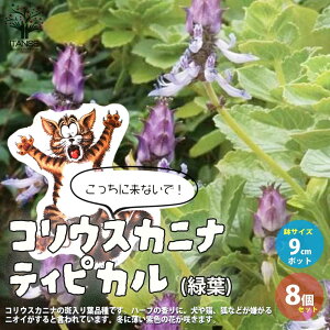 猫よけ ハーブ 苗の人気商品 通販 価格比較 価格 Com